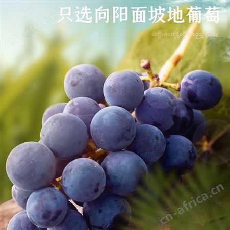 云上春天 黑钻葡萄干 美泽重庆礼品公司 礼品定制公司加盟 MY-LXSY-Y-L5-20
