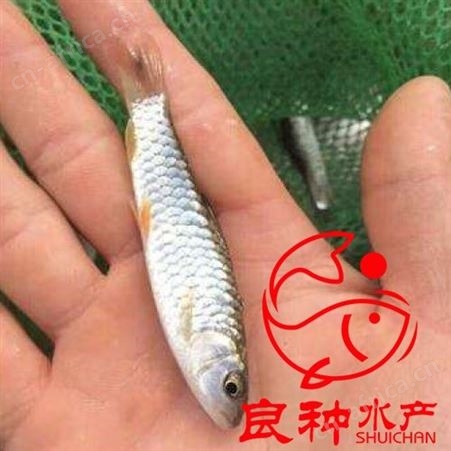 智能红外测温仪门  机场红外线安检门  报警通过式热成像测温门