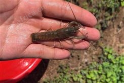 鱼场批发虾苗 3-5cm小龙虾活苗 成活率达98%广州良种水产淡水龙虾苗直销报价