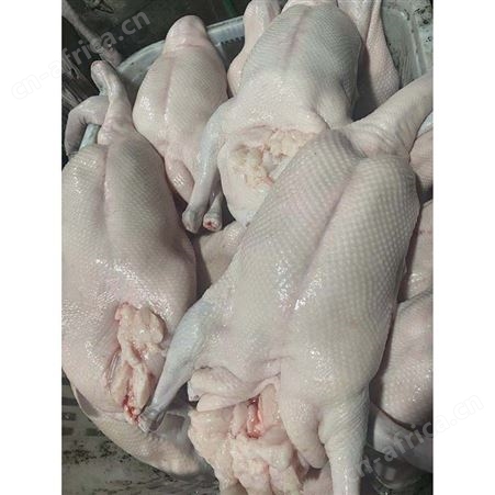 白条烧鹅 净光鹅 基地直供 鲜鹅皇