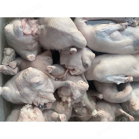 批发老鹅鹅头 批发冻黑棕鹅 冷冻大鹅 多肉鹅脚翅 鲜鹅皇