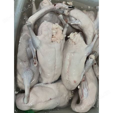 棚鹅 烤鹅专用老鹅 自产自销 鲜鹅皇