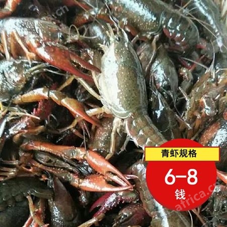 现捞小龙虾6到8钱青虾2021年11月小龙虾批发价30元每斤