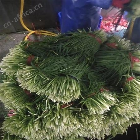 绿拓食品调料用速冻香葱段成品葱圈批量出售