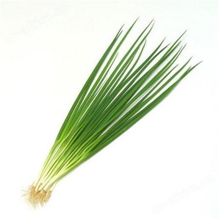 日照绿拓食品-速冻香葱-速冻蔬菜厂家