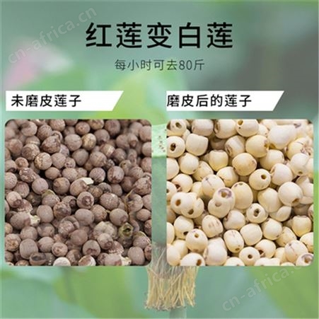 老莲子磨皮机 红莲子抛光磨白机 自动莲子去薄皮机器