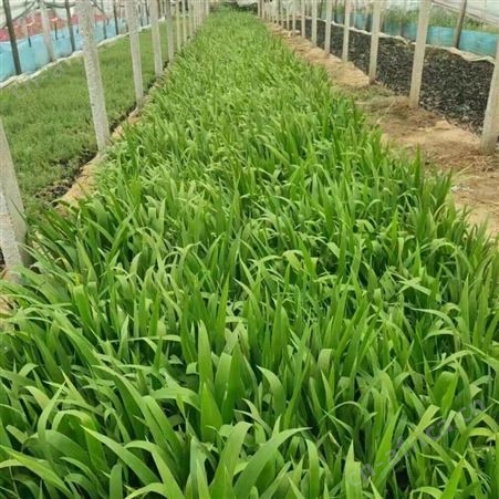 伟荣花卉 园林绿化  地被鸢尾花 叶片青翠碧绿，观赏价值很高