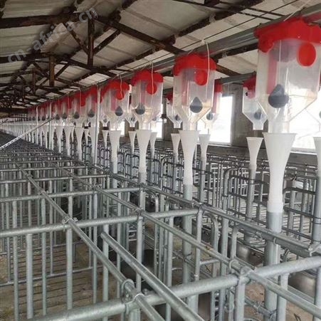 养猪场料线 猪舍全自动料线 养殖场自动上料设备 选华清