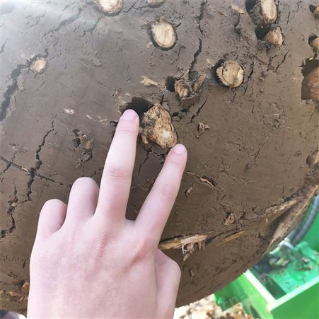 移植大功率挖树机 四冲程汽油苗木移栽机 圆弧式带土球果树断根机